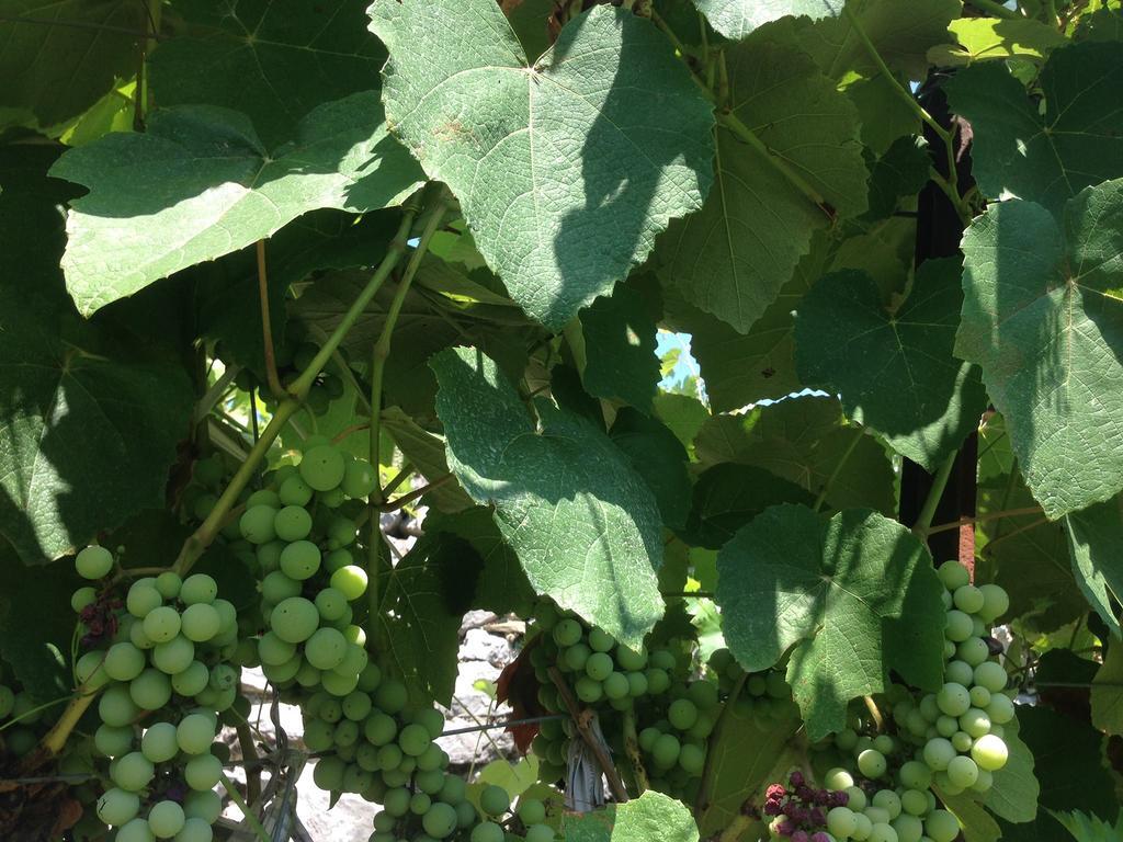 Eco Garten Shkoder
